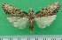  (Embryoglossa submarginata - KLM Lep 09677)  @11 [ ] CreativeCommons - Attribution Non-Commercial Share-Alike (2017) Christian Wieser Landesmuseum Kaernten