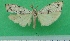  ( - KLM Lep 09680)  @13 [ ] CreativeCommons - Attribution Non-Commercial Share-Alike (2017) Christian Wieser Landesmuseum Kaernten