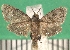  ( - KLM Lep 09785)  @13 [ ] CreativeCommons - Attribution Non-Commercial Share-Alike (2017) Christian Wieser Landesmuseum Kaernten