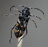  (Megacyllene mellyi - CBF-Ceram-000075)  @11 [ ] Copyright (2011) CBF Coleccion Boliviana de Fauna