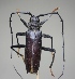  ( - CBF-Ceram-000096)  @11 [ ] Copyright (2011) CBF Coleccion Boliviana de Fauna