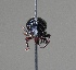  (Amathynetoides - CBF-Curcu-000173)  @11 [ ] Copyright (2011) CBF Coleccion Boliviana de Fauna