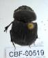  (Dichotomius batesi - CBF-Scarab-000519)  @12 [ ] No Rights Reserved  Unspecified Unspecified