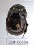  ( - CBF-Scarab-000624)  @11 [ ] No Rights Reserved  Unspecified Unspecified