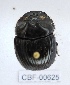  ( - CBF-Scarab-000625)  @11 [ ] No Rights Reserved  Unspecified Unspecified