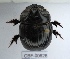  ( - CBF-Scarab-000626)  @11 [ ] No Rights Reserved  Unspecified Unspecified