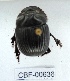  ( - CBF-Scarab-000636)  @11 [ ] No Rights Reserved  Unspecified Unspecified