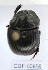  ( - CBF-Scarab-000656)  @11 [ ] No Rights Reserved  Unspecified Unspecified