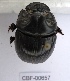  ( - CBF-Scarab-000657)  @11 [ ] No Rights Reserved  Unspecified Unspecified