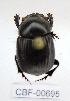  ( - CBF-Scarab-000695)  @12 [ ] No Rights Reserved  Unspecified Unspecified
