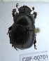  ( - CBF-Scarab-000701)  @12 [ ] No Rights Reserved  Unspecified Unspecified