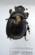  ( - CBF-Scarab-000885)  @12 [ ] No Rights Reserved  Unspecified Unspecified