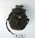  ( - CBF-Scarab-002394)  @11 [ ] Copyright (2011) CBF Coleccion Boliviana de Fauna