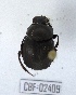  ( - CBF-Scarab-002409)  @11 [ ] Copyright (2011) CBF Coleccion Boliviana de Fauna