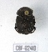  ( - CBF-Scarab-002410)  @11 [ ] Copyright (2011) CBF Coleccion Boliviana de Fauna