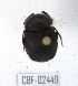  ( - CBF-Scarab-002449)  @11 [ ] Copyright (2011) CBF Coleccion Boliviana de Fauna