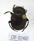  ( - CBF-Scarab-002460)  @11 [ ] Copyright (2011) CBF Coleccion Boliviana de Fauna
