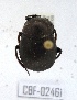  ( - CBF-Scarab-002461)  @11 [ ] Copyright (2011) CBF Coleccion Boliviana de Fauna