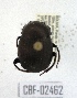  ( - CBF-Scarab-002462)  @11 [ ] Copyright (2011) CBF Coleccion Boliviana de Fauna