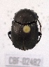  ( - CBF-Scarab-002482)  @11 [ ] Copyright (2011) CBF Coleccion Boliviana de Fauna