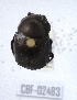 ( - CBF-Scarab-002483)  @11 [ ] Copyright (2011) CBF Coleccion Boliviana de Fauna