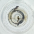  ( - EWTA_010_G3)  @11 [ ] by  Genome Research Ltd as Wellcome Sanger Institute Genome Research Limited operating as Wellcome Sanger Institute