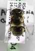  (Aspidosmia volkmanni - CCDB-15277 D04)  @13 [ ] CreativeCommons - Attribution Non-Commercial Share-Alike (2011) Packer Collection York University York University