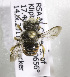  (Afranthidium junodi - CCDB-15277 F03)  @13 [ ] CreativeCommons - Attribution Non-Commercial Share-Alike (2011) Packer Collection York University York University