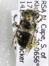  (Afranthidium sp. aff. concolor - CCDB-15277 F08)  @12 [ ] CreativeCommons - Attribution Non-Commercial Share-Alike (2011) Packer Collection York University York University