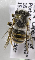  (Afranthidium murinum - CCDB-15277 H07)  @12 [ ] CreativeCommons - Attribution Non-Commercial Share-Alike (2011) Packer Collection York University York University