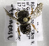  (Afranthidium sp. aff. matjesfonteinense - CCDB-15278 B02)  @13 [ ] CreativeCommons - Attribution Non-Commercial Share-Alike (2011) Packer Collection York University York University