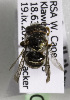  (Afranthidium micrurum - CCDB-15278 C04)  @12 [ ] CreativeCommons - Attribution Non-Commercial Share-Alike (2011) Packer Collection York University York University