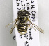  (Afranthidium matjesfonteinense - CCDB-15278 E10)  @12 [ ] CreativeCommons - Attribution Non-Commercial Share-Alike (2011) Packer Collection York University York University