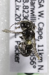  (Othinosmia - CCDB-15279 D04)  @13 [ ] CreativeCommons - Attribution Non-Commercial Share-Alike (2011) Packer Collection York University York University