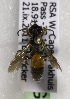  (Sphecodopsis longipygidium - CCDB-15279 G03)  @11 [ ] CreativeCommons - Attribution Non-Commercial Share-Alike (2011) Packer Collection York University York University