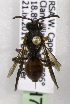  (Nomada whiteheadi - CCDB-15279 H07)  @12 [ ] CreativeCommons - Attribution Non-Commercial Share-Alike (2011) Packer Collection York University York University