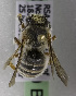  (Plesianthidium bruneipes - CCDB-15280 B12)  @13 [ ] CreativeCommons - Attribution Non-Commercial Share-Alike (2011) Packer Collection York University York University