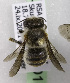  (Plesianthidium calvini - CCDB-15280 D11)  @13 [ ] CreativeCommons - Attribution Non-Commercial Share-Alike (2011) Packer Collection York University York University
