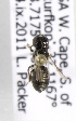  (Ceratina ZAF01 - CCDB-15280 F01)  @12 [ ] CreativeCommons - Attribution Non-Commercial Share-Alike (2011) Packer Collection York University York University