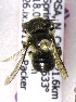  (Afranthidium sp. aff. concolor - CCDB-15281 A09)  @12 [ ] CreativeCommons - Attribution Non-Commercial Share-Alike (2011) Packer Collection York University York University