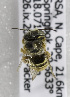  (Afranthidium ZAF06 - CCDB-15281 B03)  @13 [ ] CreativeCommons - Attribution Non-Commercial Share-Alike (2011) Packer Collection York University York University