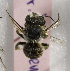  (Afranthidium karooense - CCDB-15281 C04)  @12 [ ] CreativeCommons - Attribution Non-Commercial Share-Alike (2011) Packer Collection York University York University