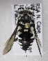  (Thyreus plumifer - CCDB-15281 E02)  @14 [ ] CreativeCommons - Attribution Non-Commercial Share-Alike (2011) Packer Collection York University York University