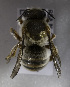  (Plesianthidium - CCDB-15281 E07)  @13 [ ] CreativeCommons - Attribution Non-Commercial Share-Alike (2011) Packer Collection York University York University