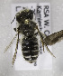  (Afranthidium tergofasciatum - CCDB-15281 F08)  @13 [ ] CreativeCommons - Attribution Non-Commercial Share-Alike (2011) Packer Collection York University York University