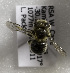  (Afranthidium concolor - CCDB-15281 G04)  @13 [ ] CreativeCommons - Attribution Non-Commercial Share-Alike (2011) Packer Collection York University York University