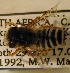  ( - MegBOL 0039)  @11 [ ] CreativeCommons - Attribution Non-Commercial Share-Alike (2011) Connal Eardley ARC-Plant Protection Research Institute