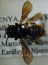  ( - MegBOL 0051)  @11 [ ] CreativeCommons - Attribution Non-Commercial Share-Alike (2011) Connal Eardley ARC-Plant Protection Research Institute