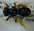  ( - MegBOL 0060)  @11 [ ] CreativeCommons - Attribution Non-Commercial Share-Alike (2011) Connal Eardley ARC-Plant Protection Research Institute
