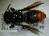  ( - MegBOL 0072)  @12 [ ] CreativeCommons - Attribution Non-Commercial Share-Alike (2011) Connal Eardley ARC-Plant Protection Research Institute